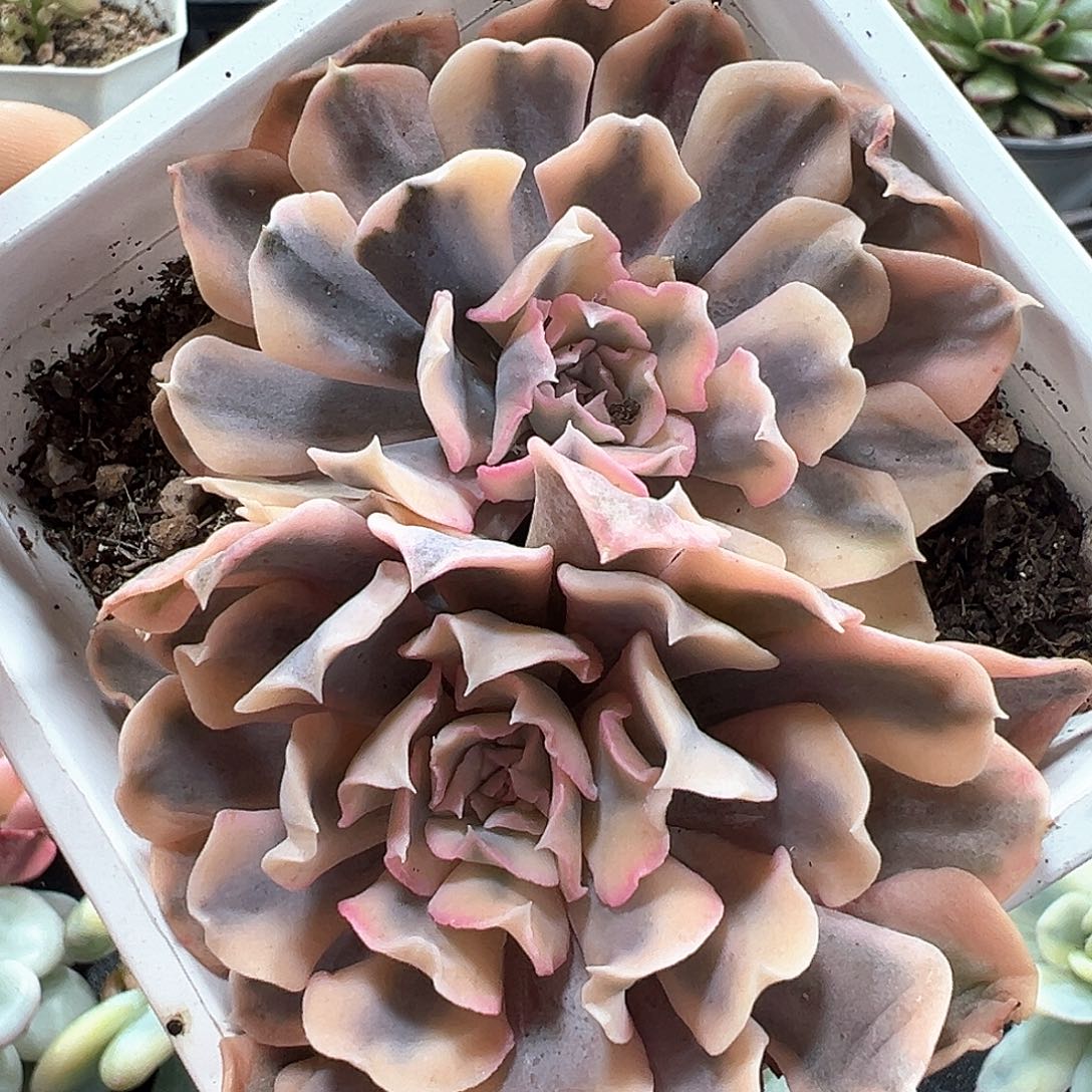 利比里亚锦 小方花圃一物一拍