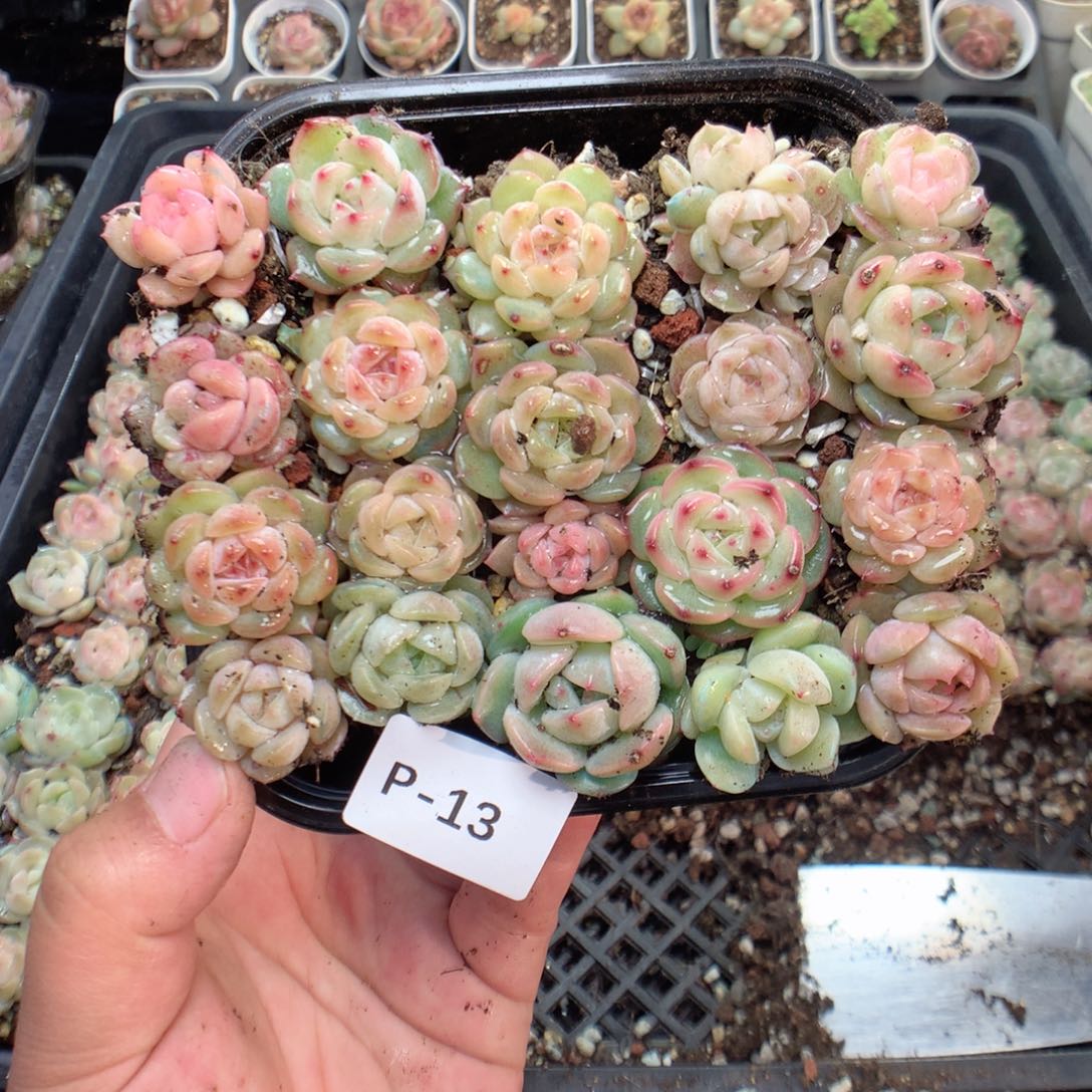 无花朵P13月英语英语