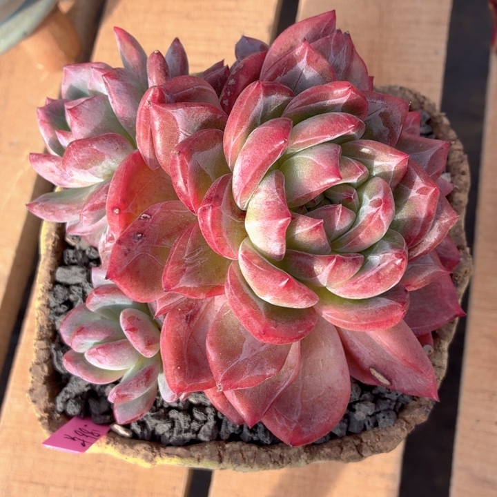 多肉植物 红鸾心君-4