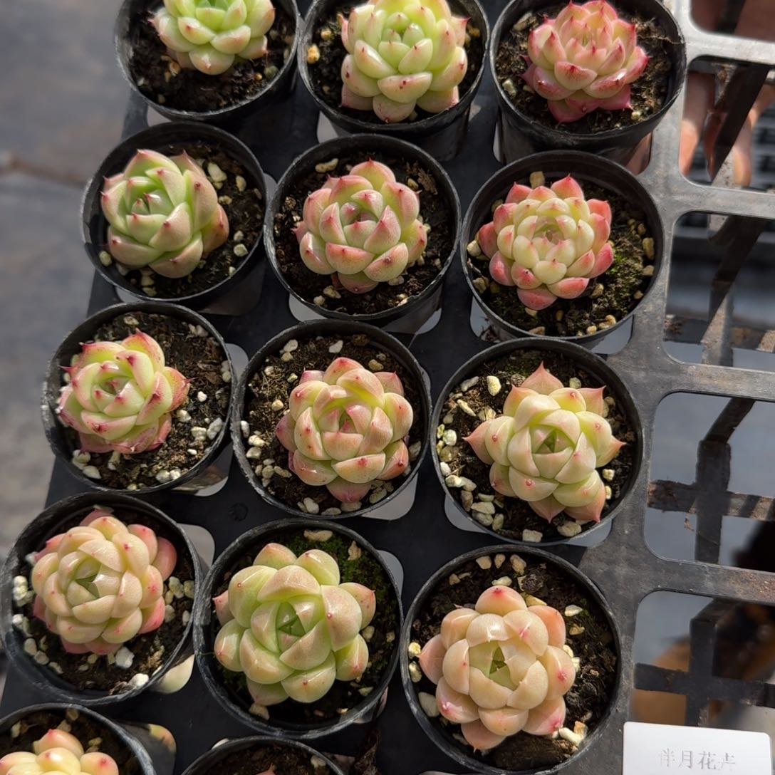 多肉杂交一物一拍13-117