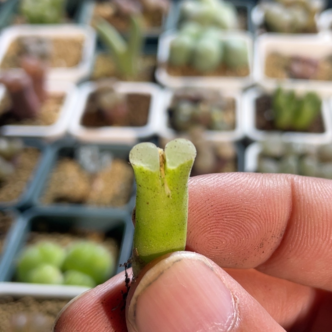 天鹅绒骚粉单头植物一物一拍