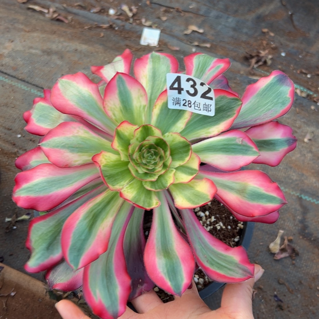 多肉植物432红魔女