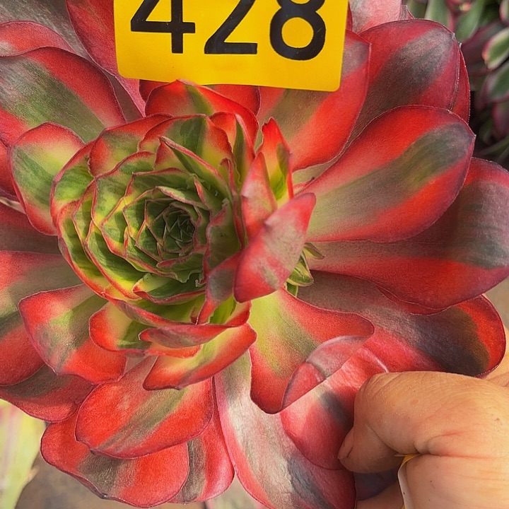 多肉植物美金428