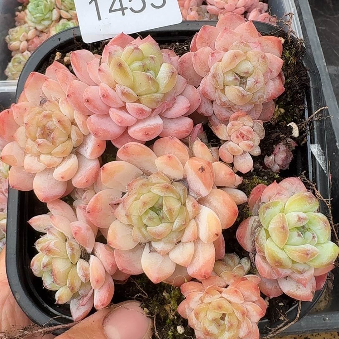 杂交新品珍妮多肉1453