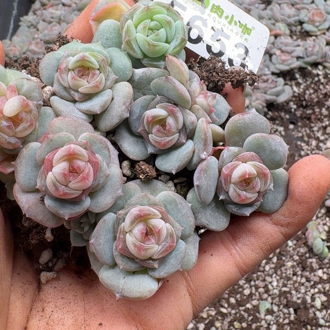 多肉植物多肉植物