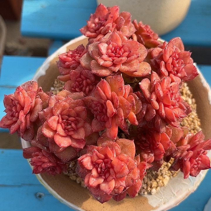 腊牡丹精控小老桩冠幅12