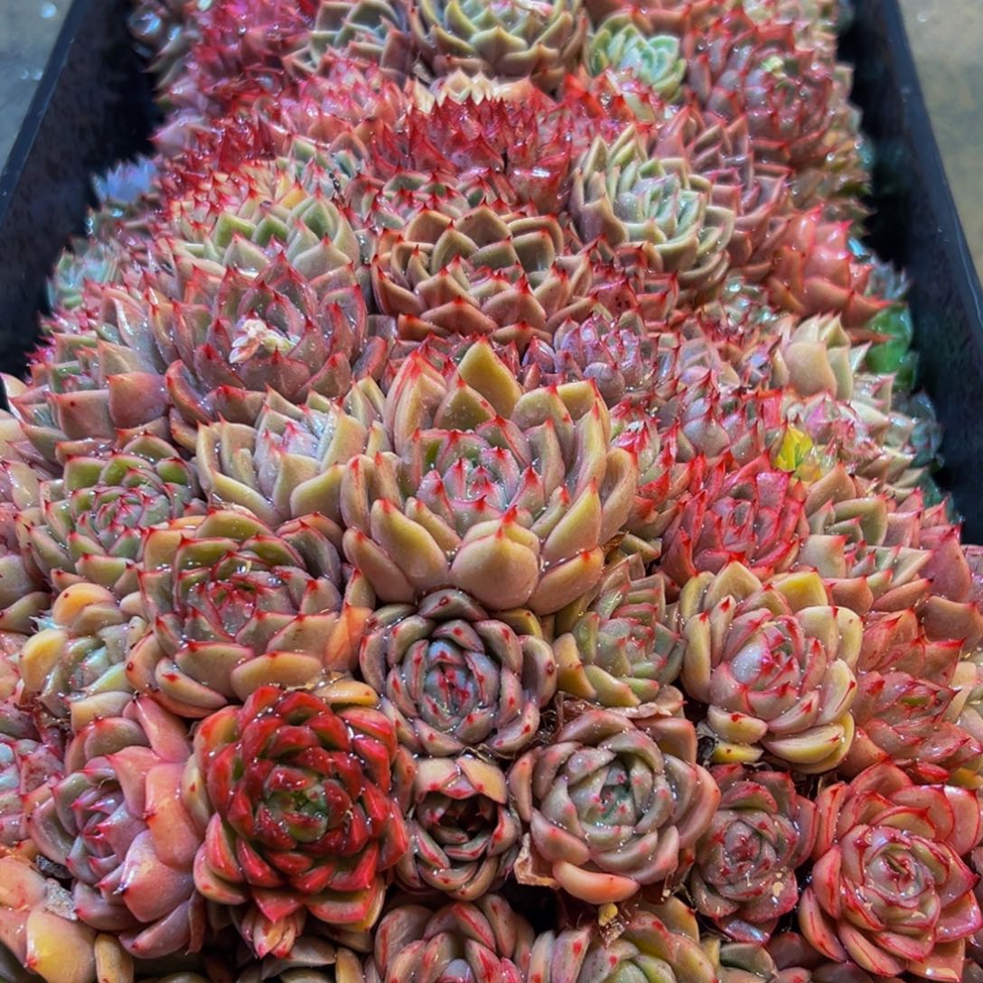 992多肉葡萄的价格是多少啊