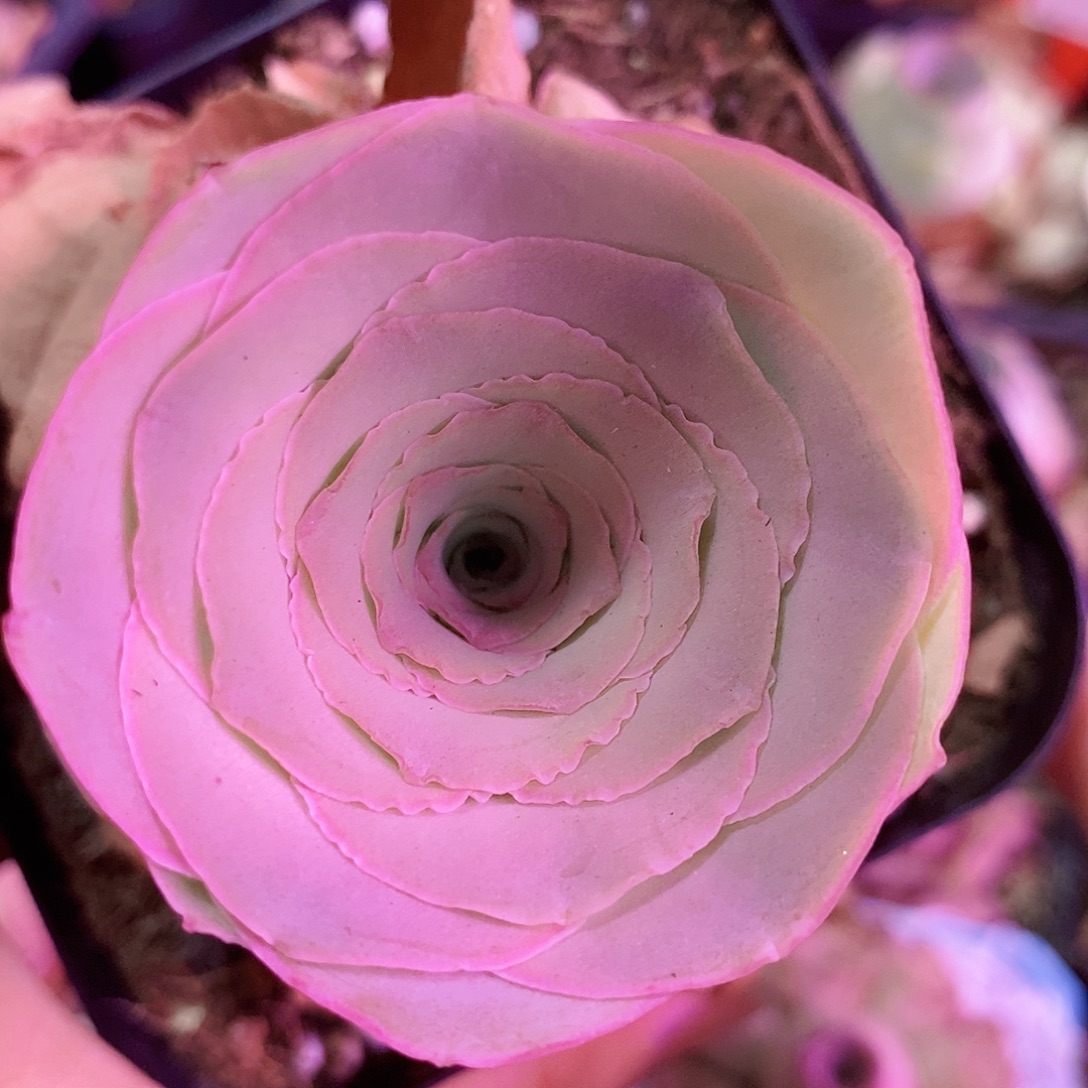 山地玫瑰一物一拍781凤玥