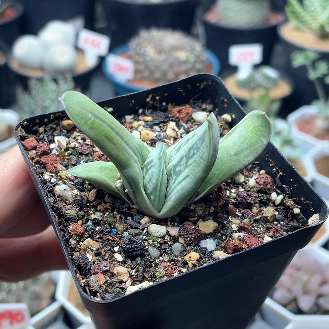 实生小型绿冰卧牛