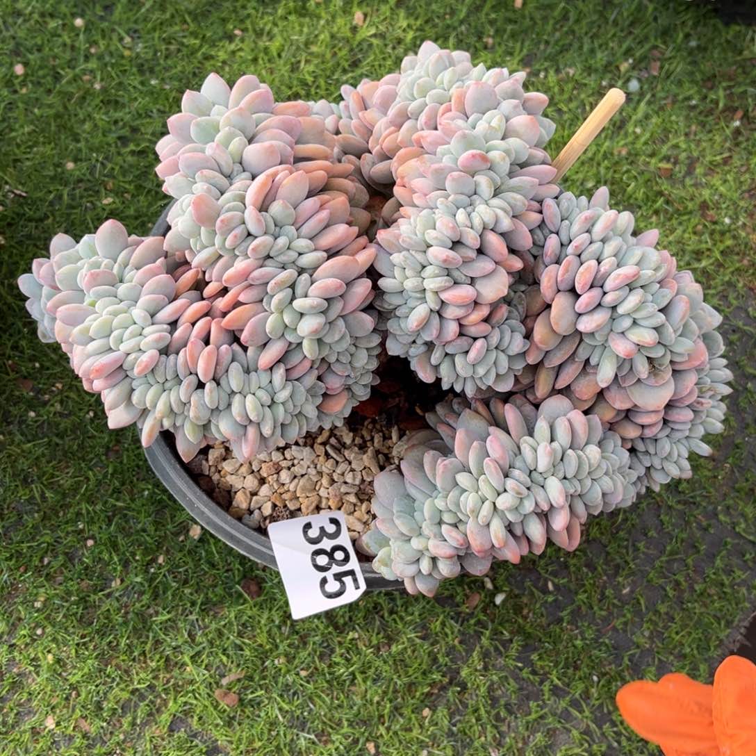 385号新疆西藏内蒙古不包邮