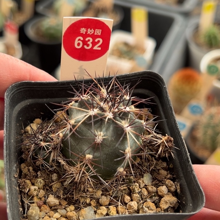 实生双头狂刺达氏青花虾一棵