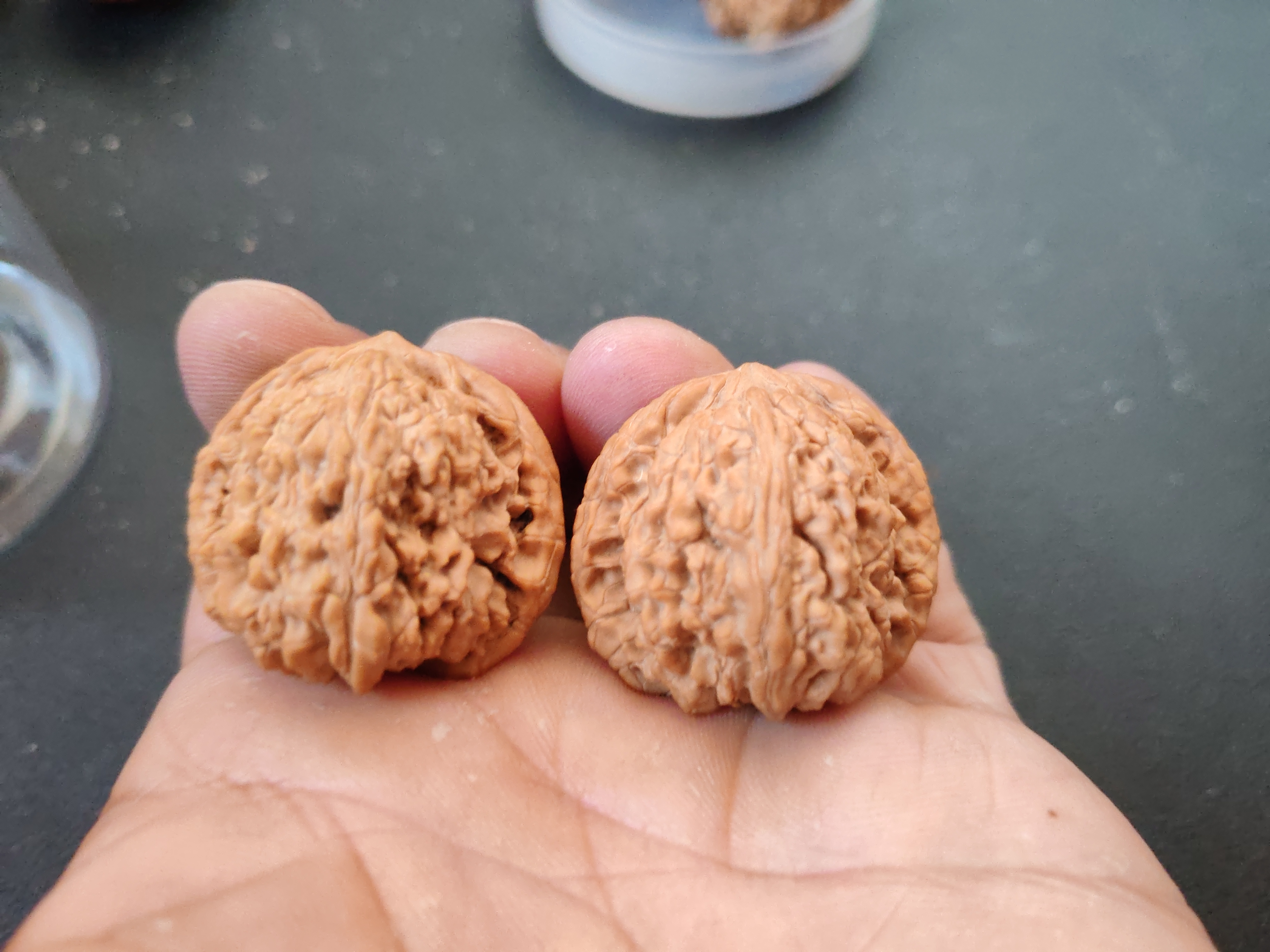 野生原树小狮子头，边35，肚34，高31，