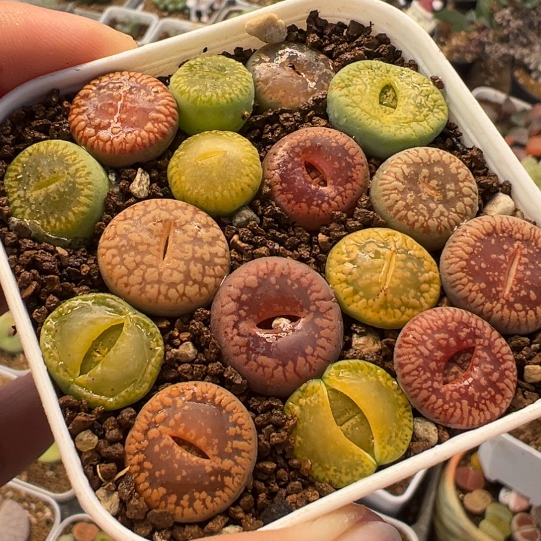 841多肉植物种类多样