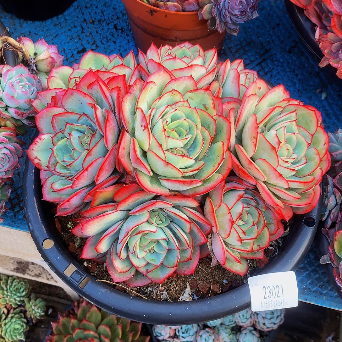 林***桐    牡丹亭多肉23021