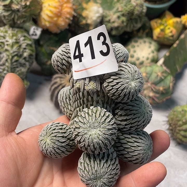 完全开放413精巧丸一个