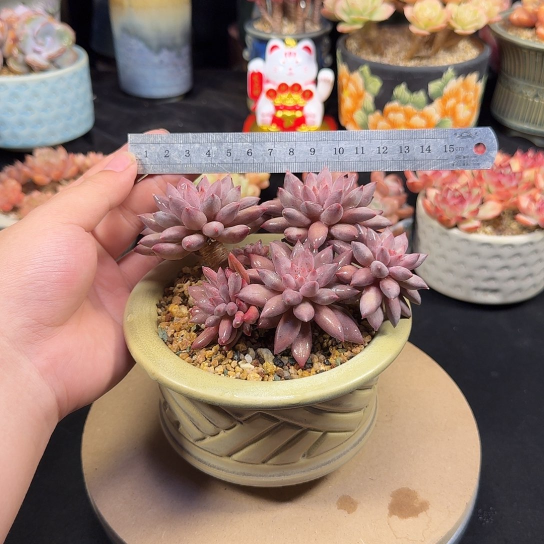 美人杂14cm 带盆土发货一单包邮