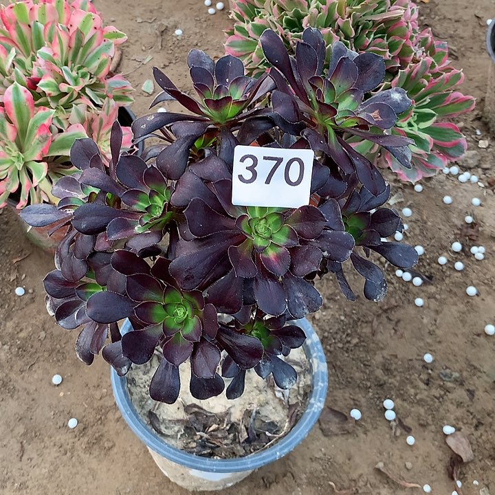 无花朵370晚霞南