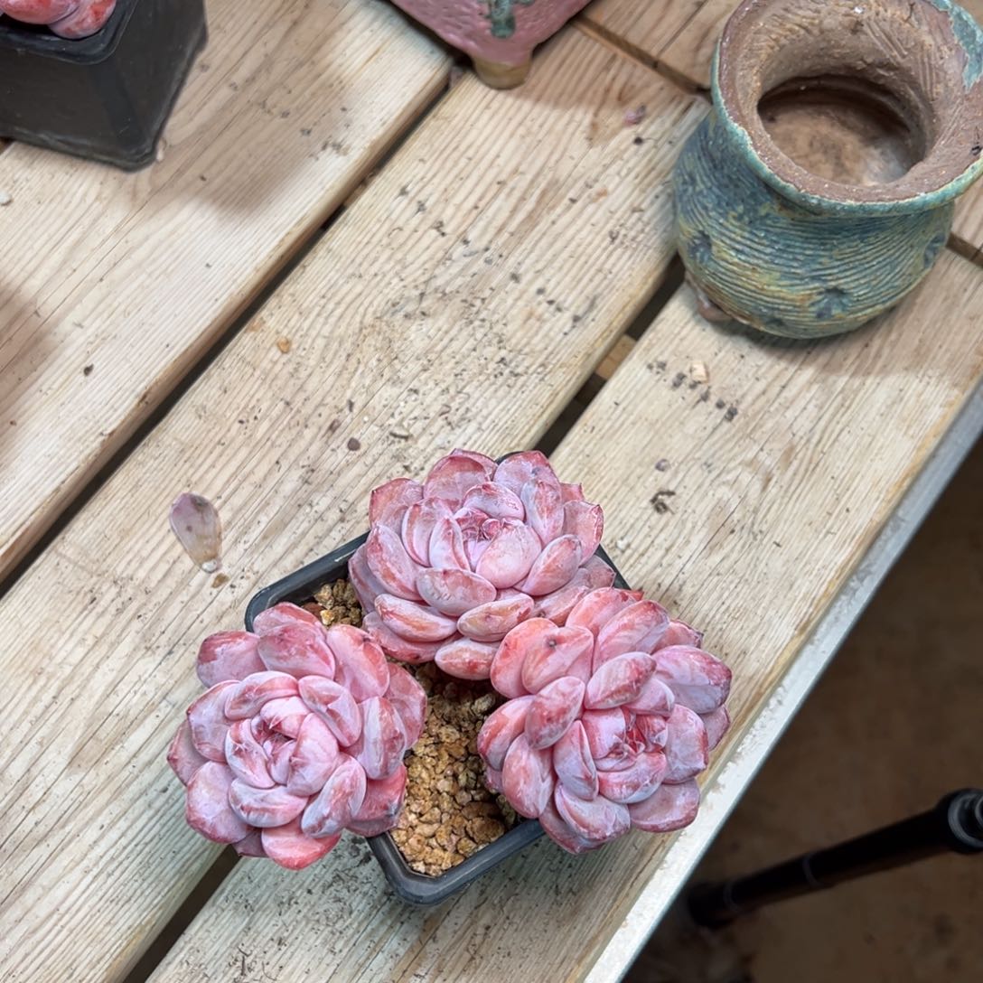 哈哈哈哈哈哈哈哈