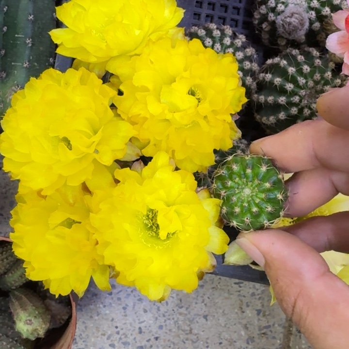 274丽花美花11歪3公分左右无根侧牙小，20包邮