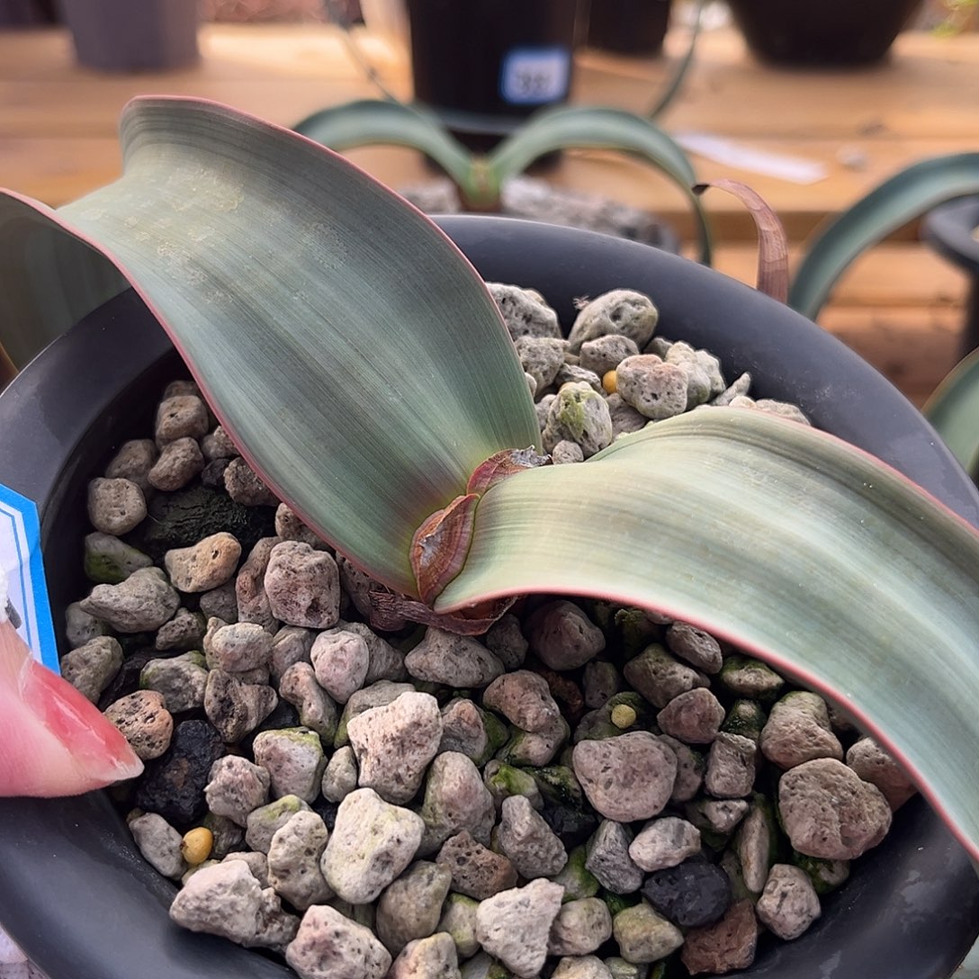 汤圆植物22百岁兰红边