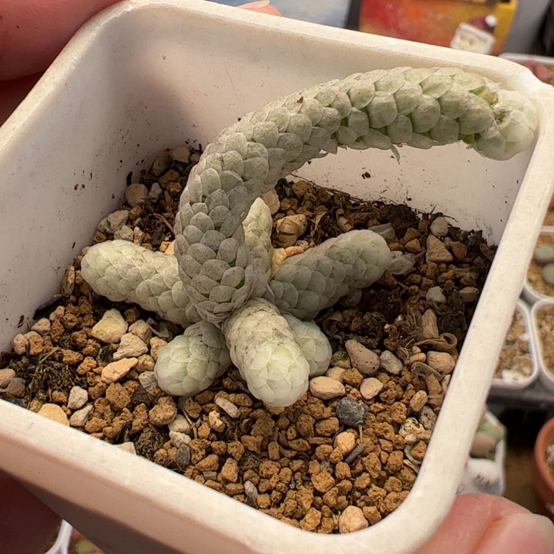 463多肉植物组合