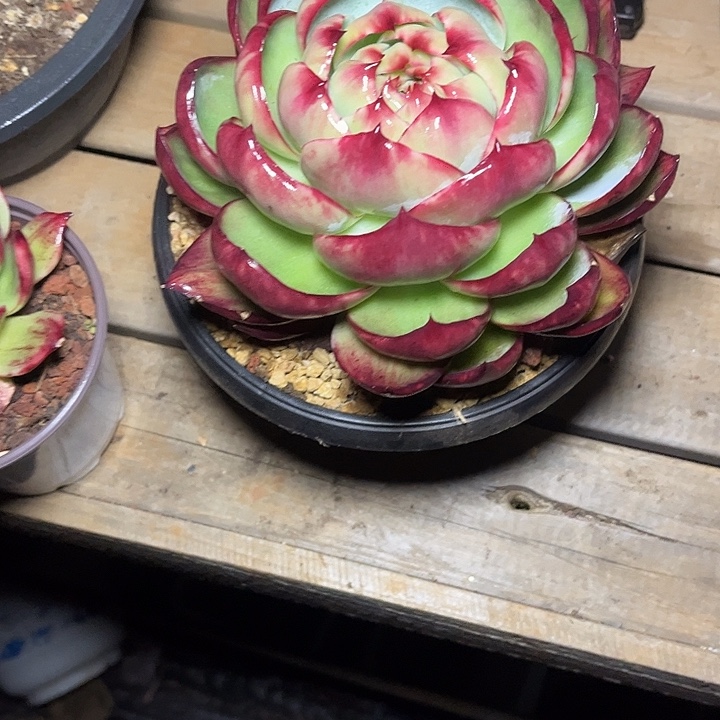 惊鸿仙子多肉植物7801
