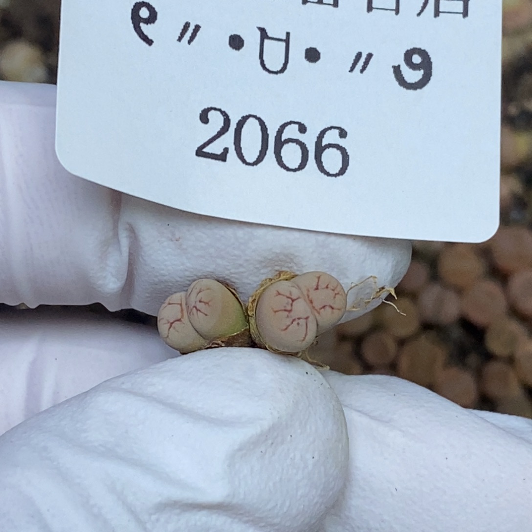 2066。尺寸不大。零下拍保温.18包邮.当天凑哦