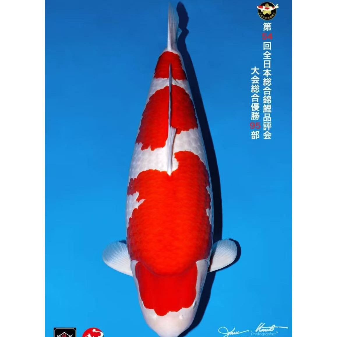 日本进口锦鲤多品种改价不包邮2
