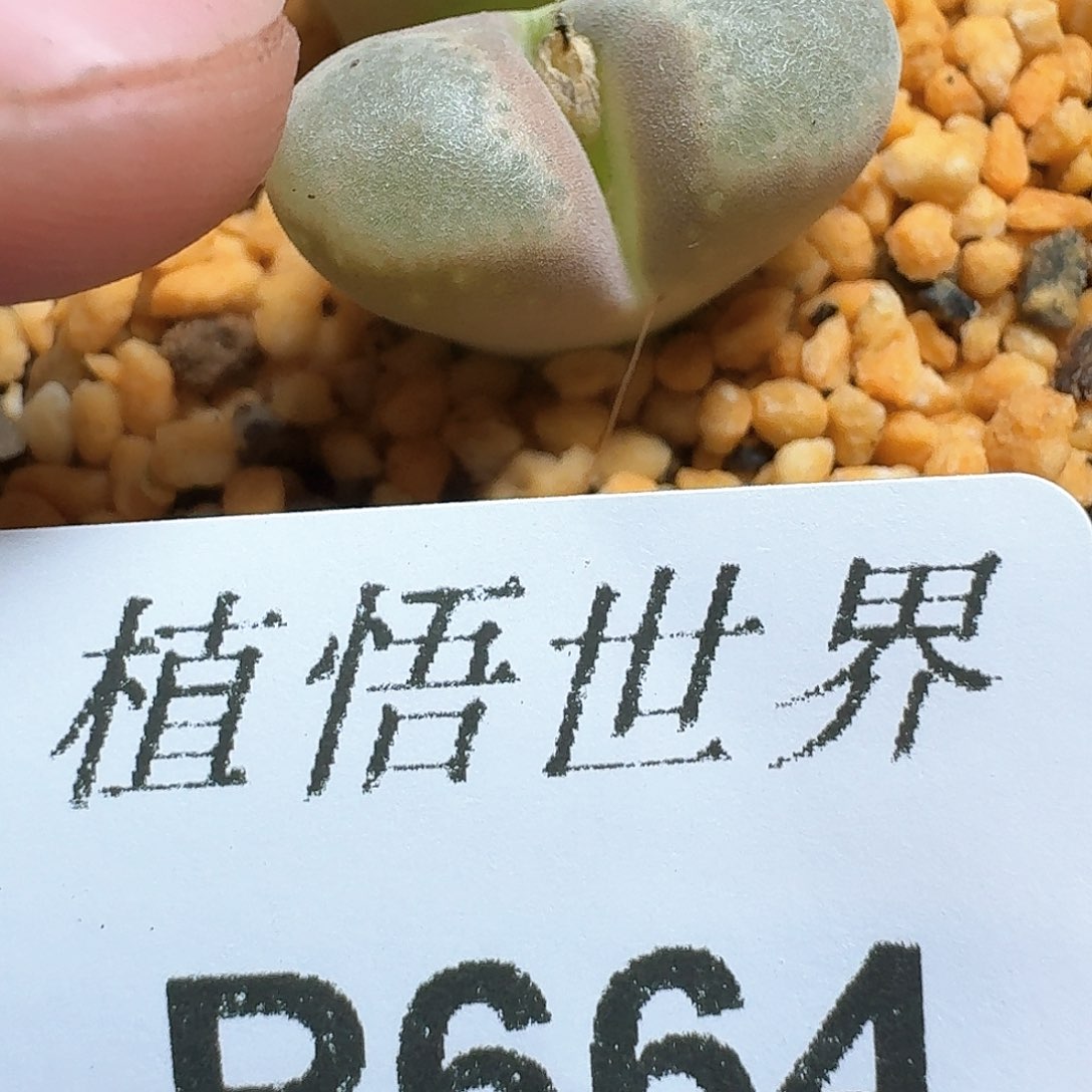 664盒多肉植物哇fv