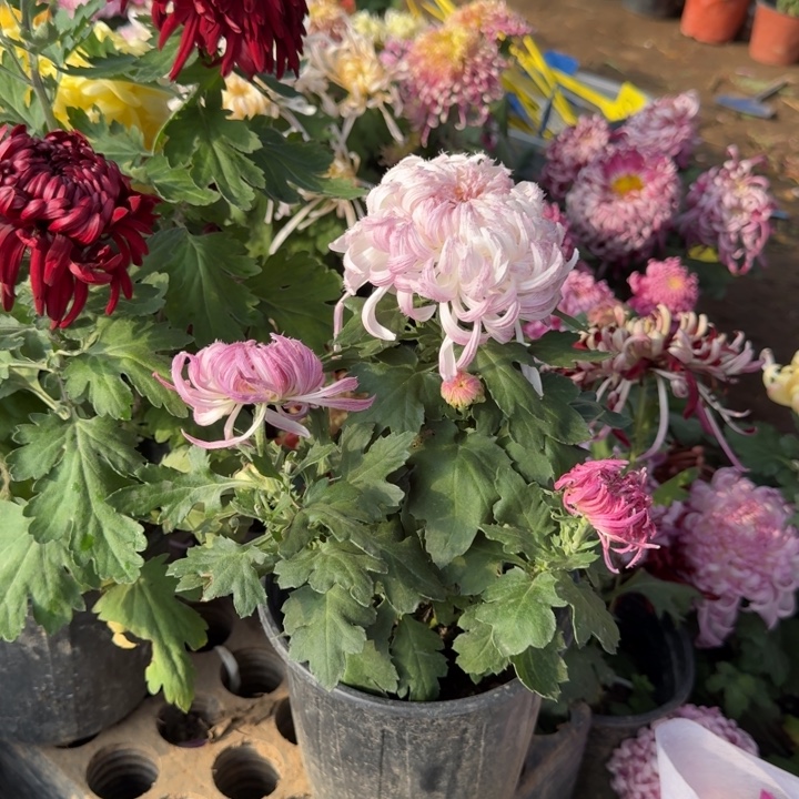 桃***、完全开放鹅毛粉黛