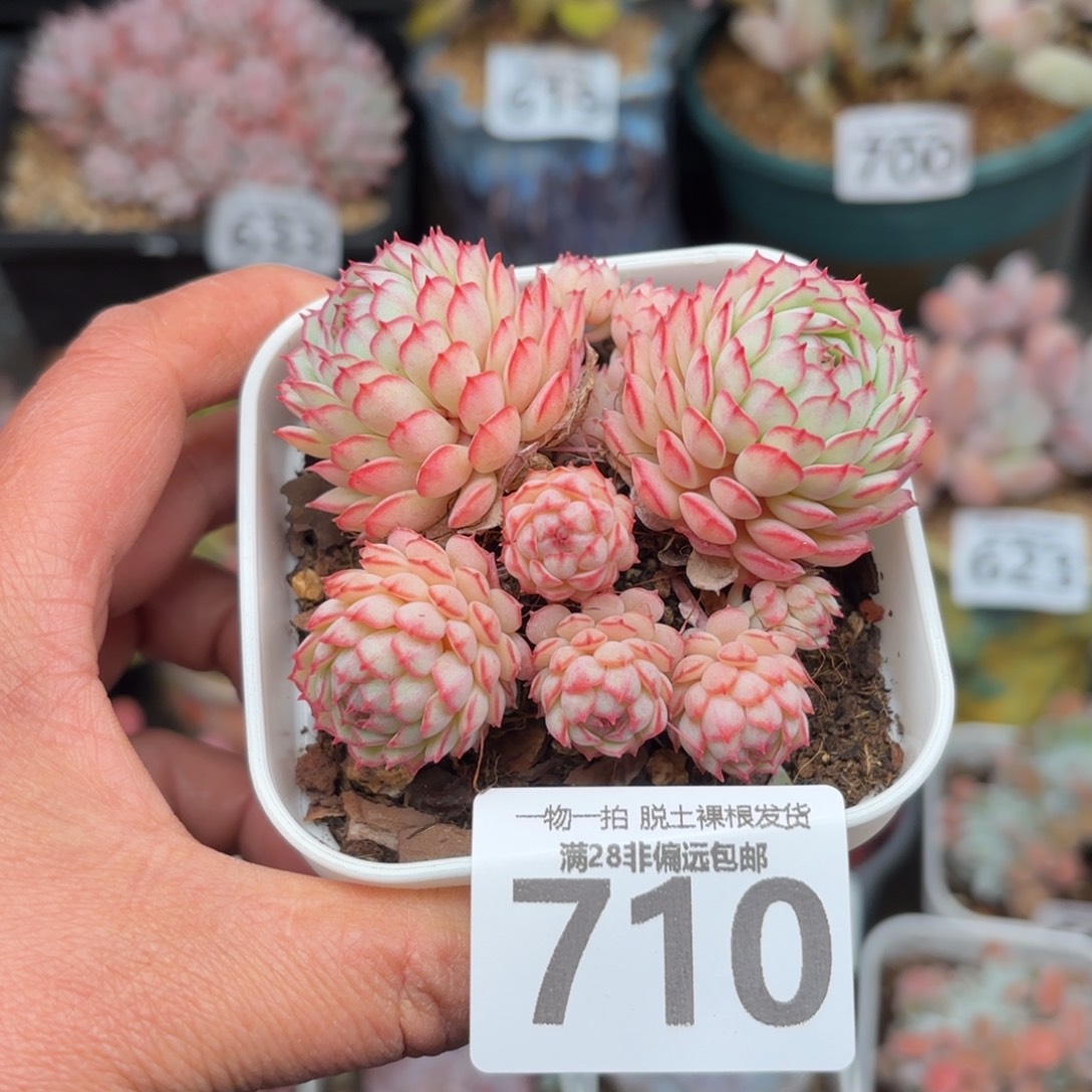 小红船无盆土发货