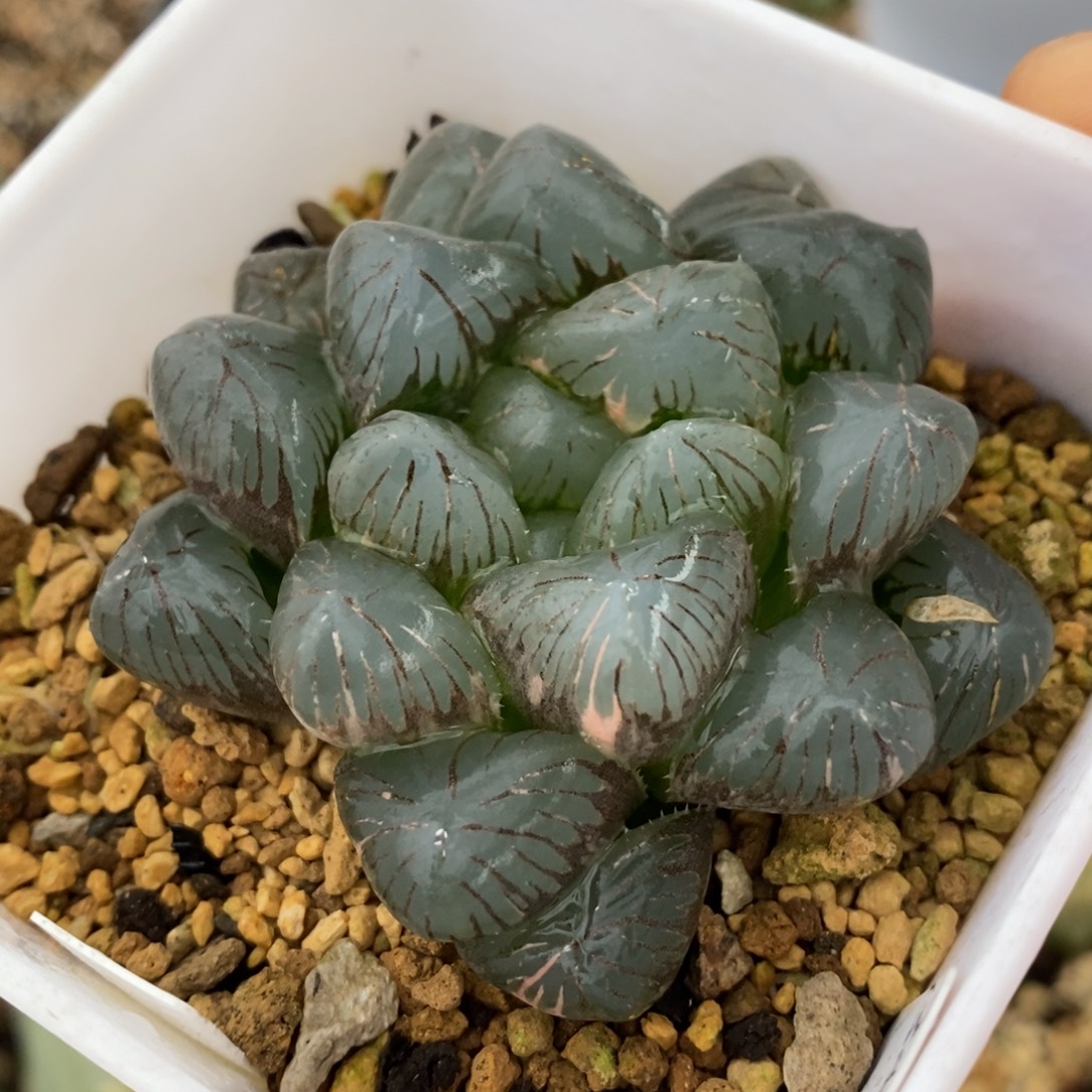 一颗实生玉露锦    
