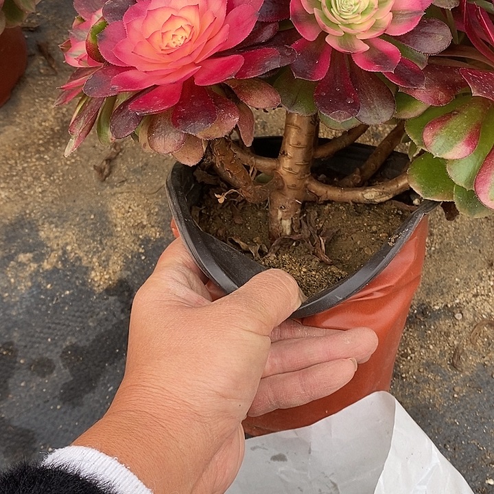 多肉植物荔枝633多肉