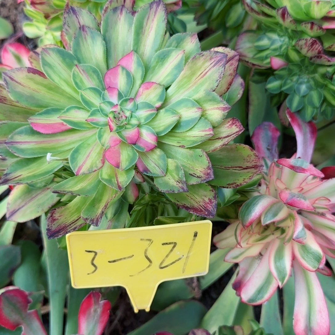 3-321--+多头多肉植物