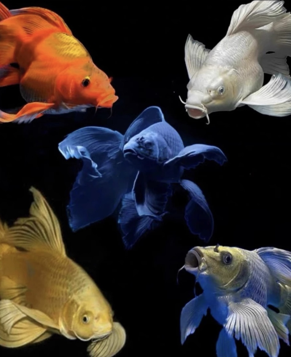 蝴蝶鲤 直播间 专属链接看好下单