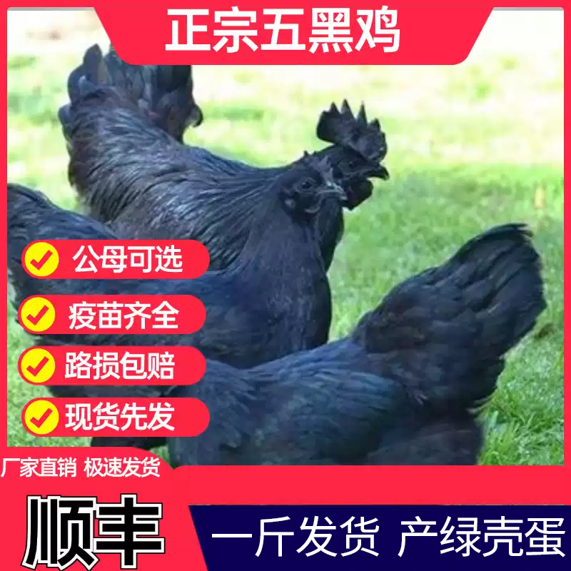 （ 5只）一斤左右纯种五黑一绿鸡，山间散养发货宠物鸡包活到家