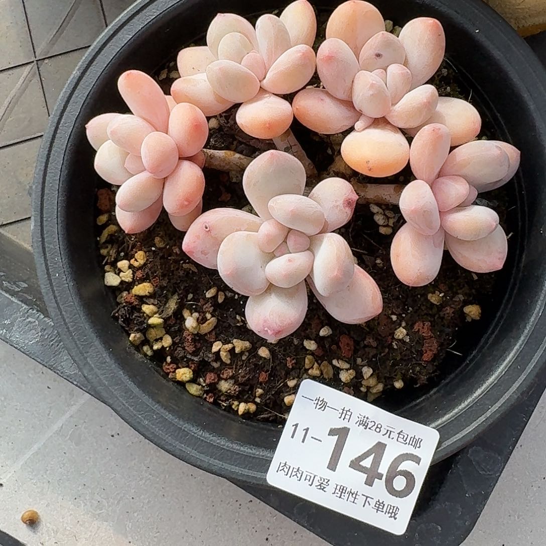 香水无盆土发货无