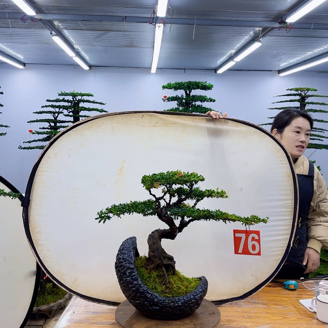 无花朵盆景直播间一物一拍