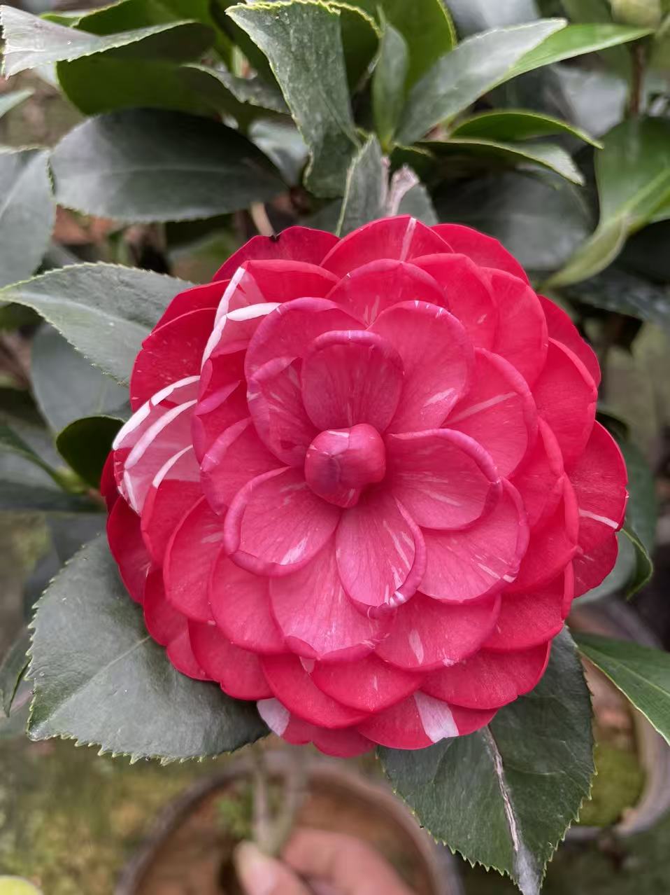 带花苞五色赤丹山茶花树苗四季开花耐寒耐热室内外好养盆栽