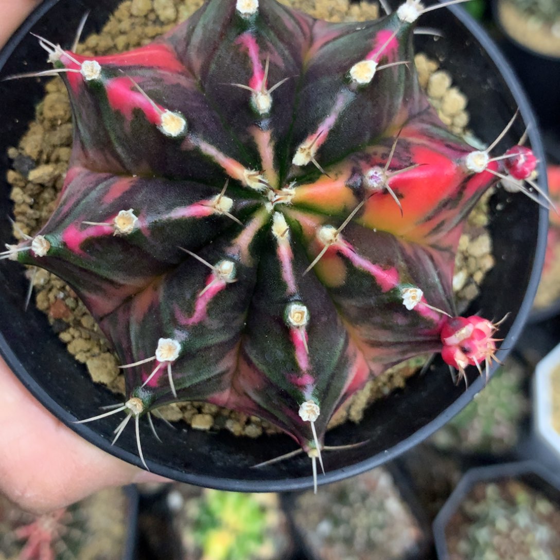 仙人球米哈牡丹锦