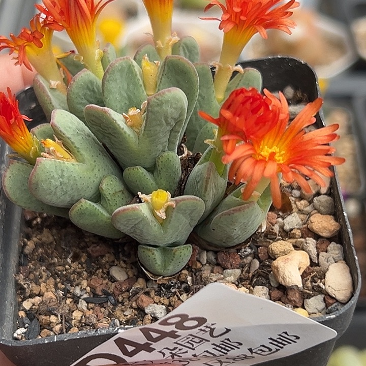 448号特价少将zyyyxyzwxxx