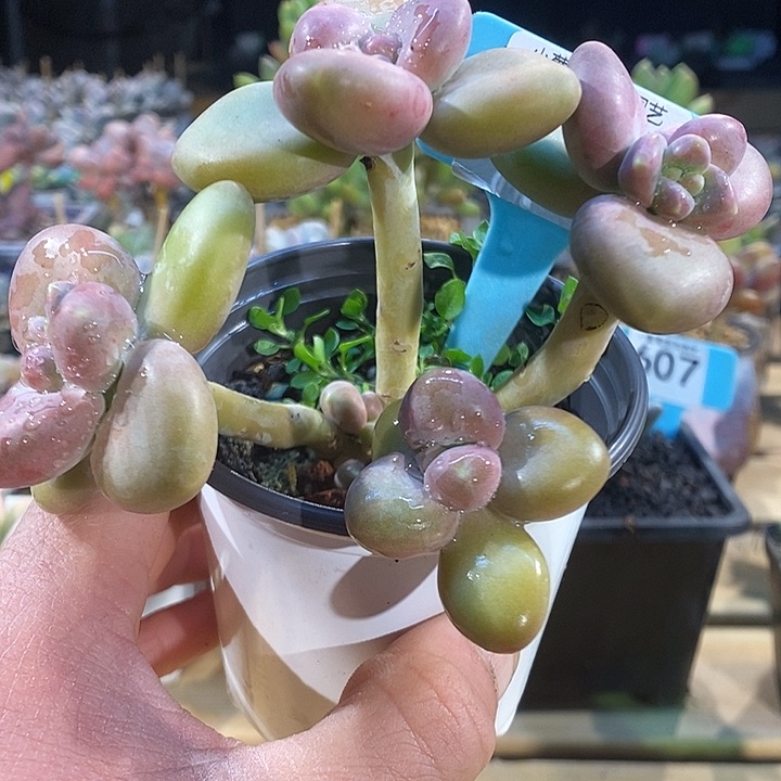 芒果奶603号的啊啊啊啊多肉啊啊啊