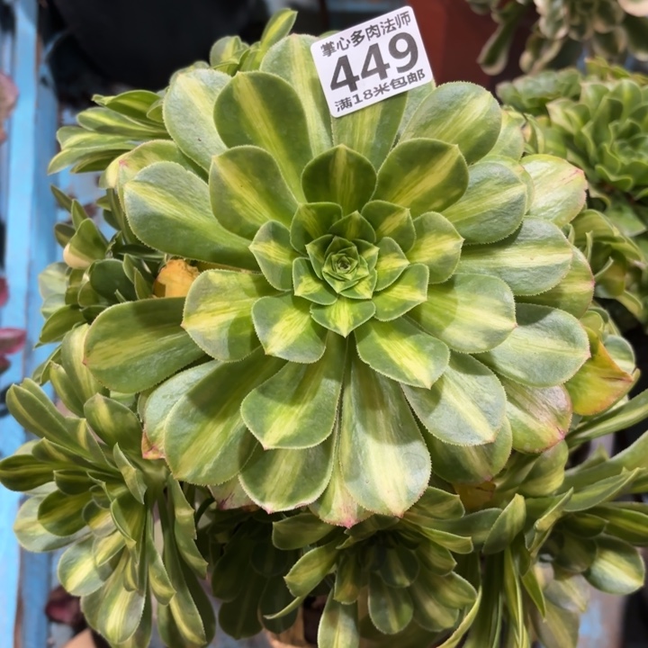 449翡翠琉璃掌心多肉法师锦不包侧枝断