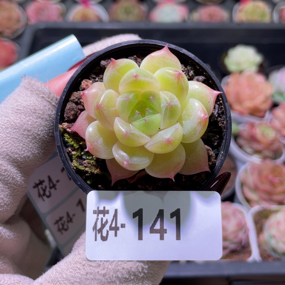 花利美4-141麦秆单头