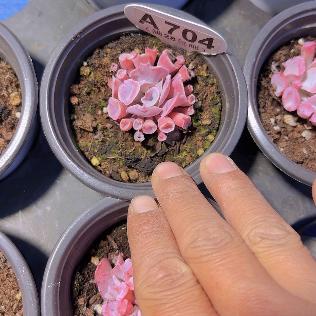 A704猪鼻子一物一拍