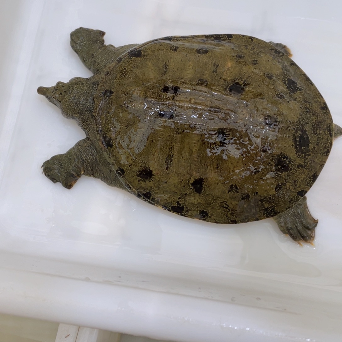 中国大陆野生甲鱼包邮