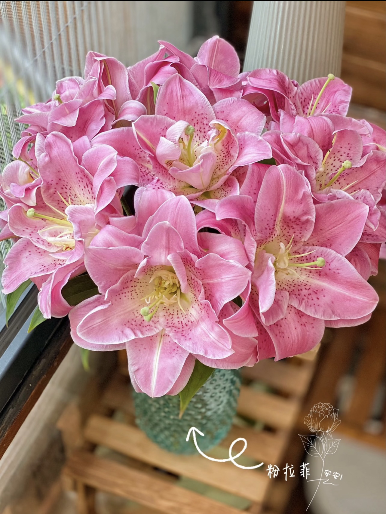 【大花苞】粉拉菲 单头重瓣香水百合5支+营养剂