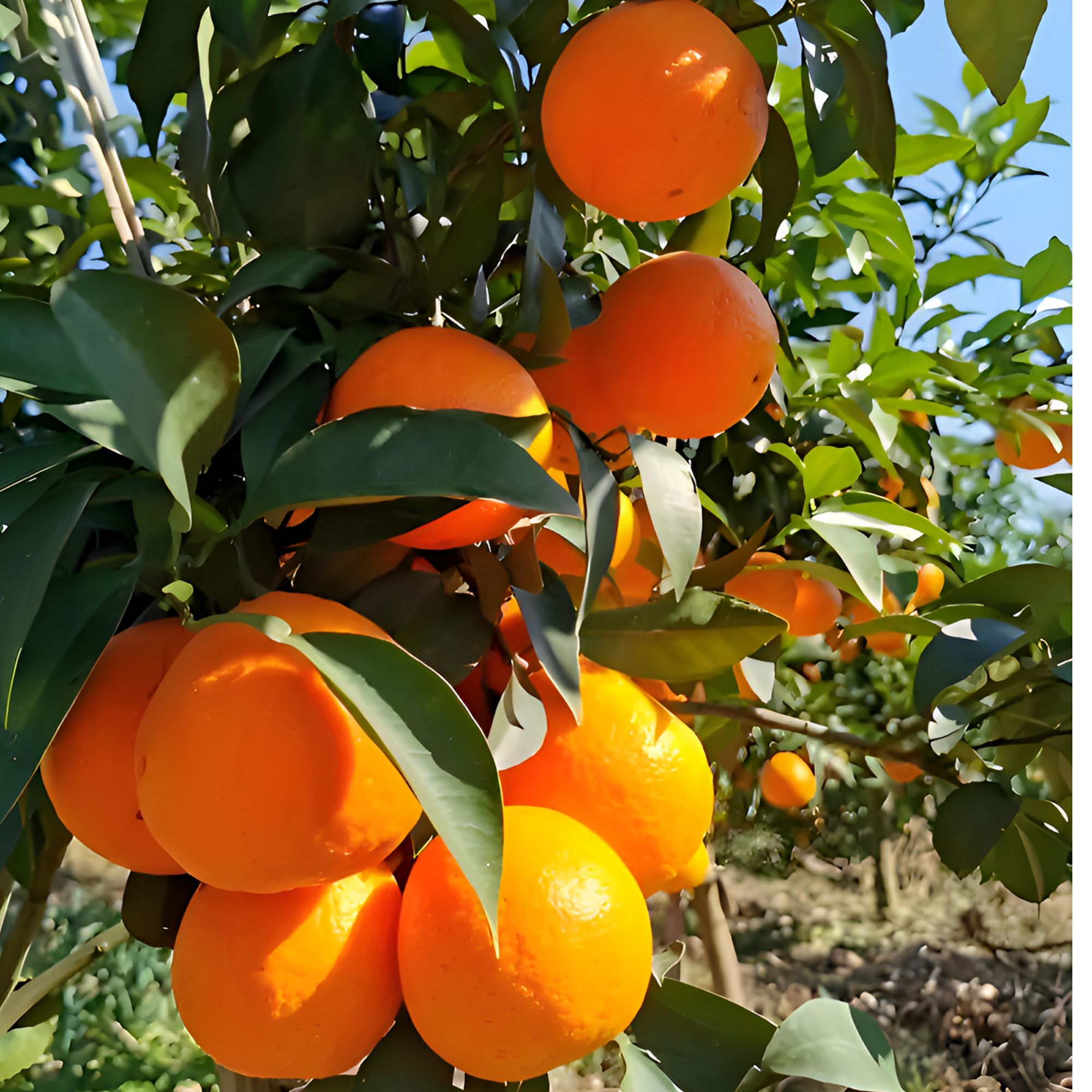 春见 耙耙柑2500g-4000g四川省