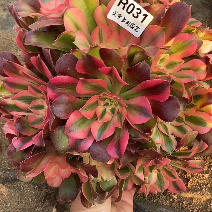 多肉植物香妃031多肉