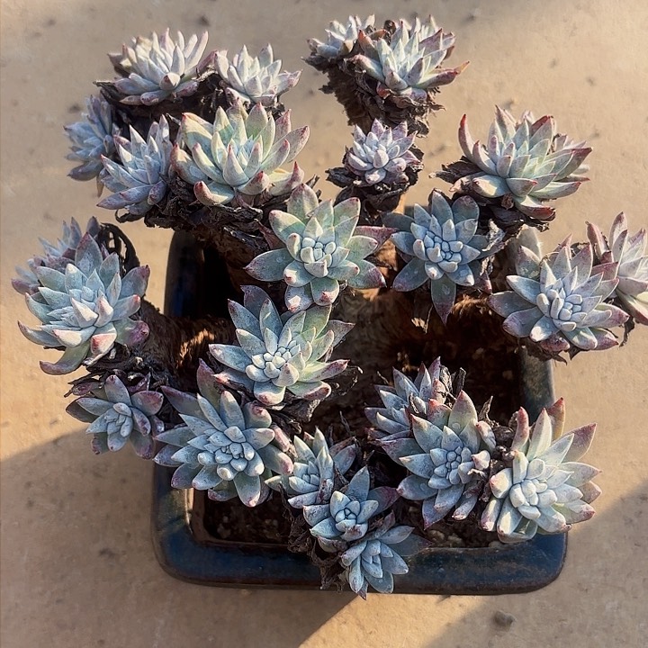 仙女杯多肉植物盆栽